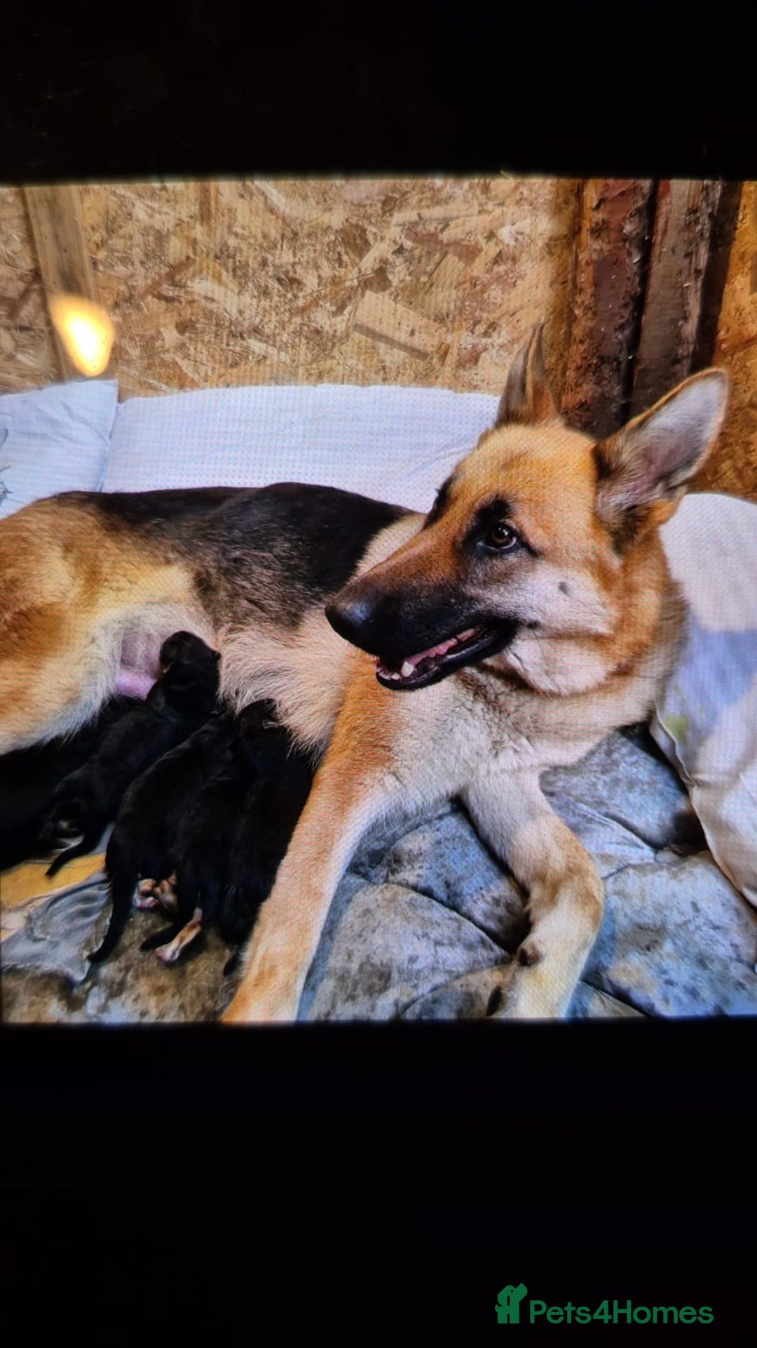 German Shepherd dogs for sale: German shepherd puppies  - Advert 2