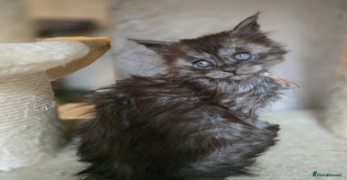Maine Coon cats - Advert 2