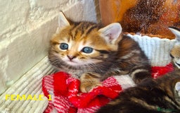 Mixed Breed cats for sale: Maine Coon X Kittens  in Coventry - Image 15