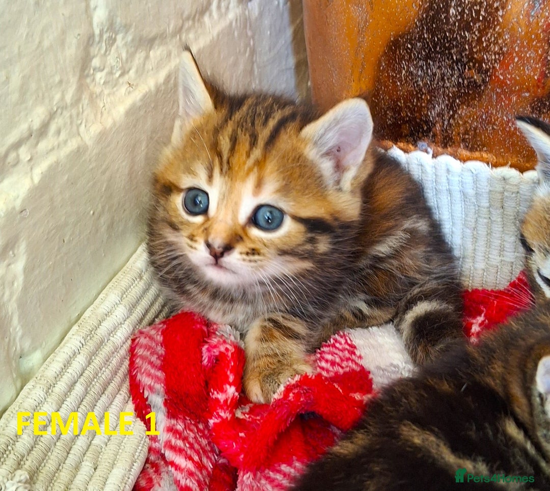 Mixed Breed cats for sale: Maine Coon X Kittens  in Coventry - Image 15