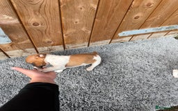 Jack Russell dogs for sale: Beautiful miniature Jack Russel puppys  - Image 3
