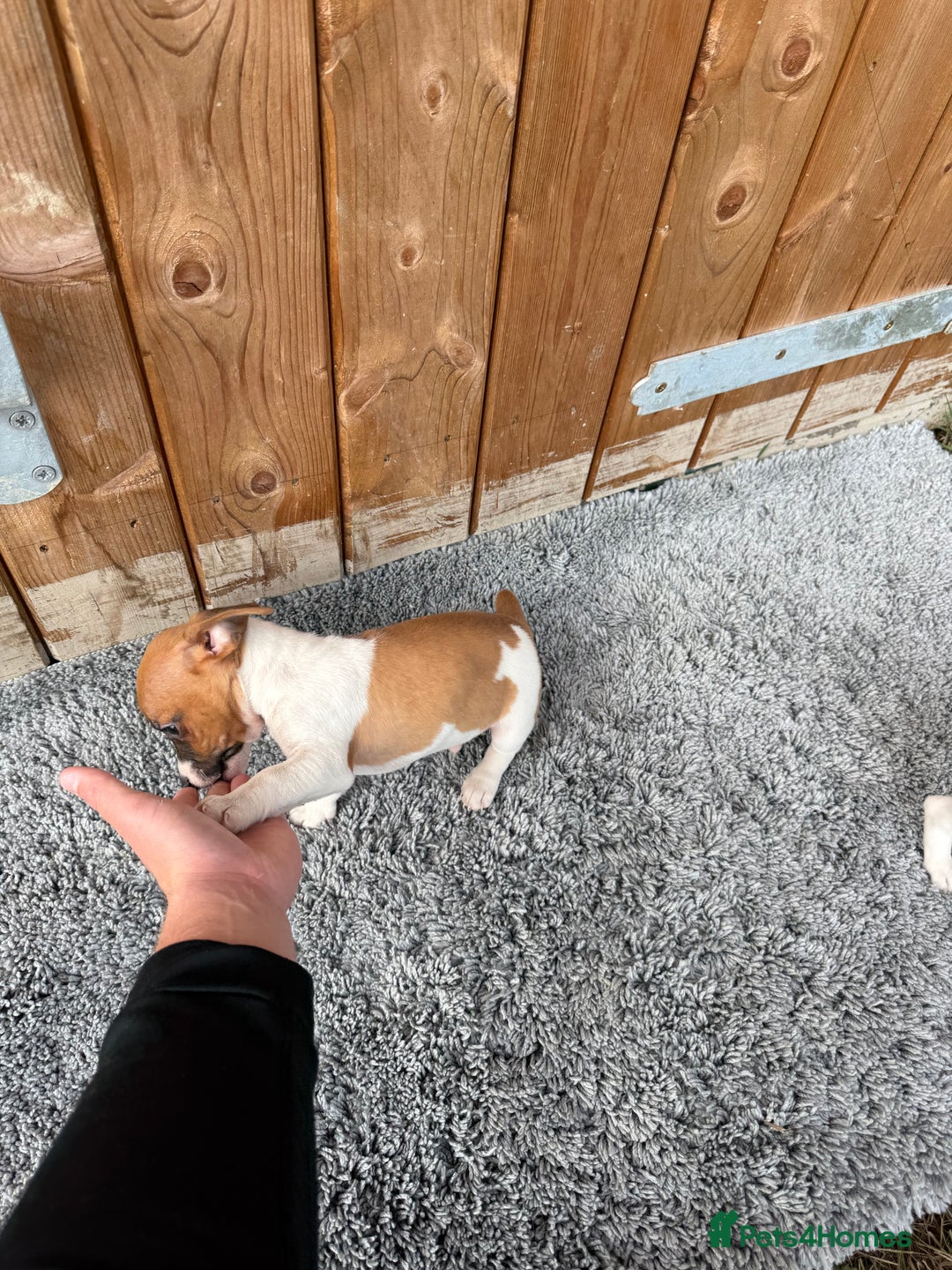 Jack Russell dogs for sale: Beautiful miniature Jack Russel puppys  - Image 3