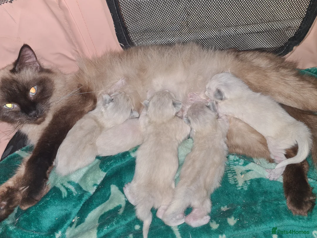 Ragdoll cats for sale: Ragdoll litter  - Advert 6