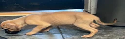 Mixed Breed dogs for sale: Cane corso mix breed - Advert 4