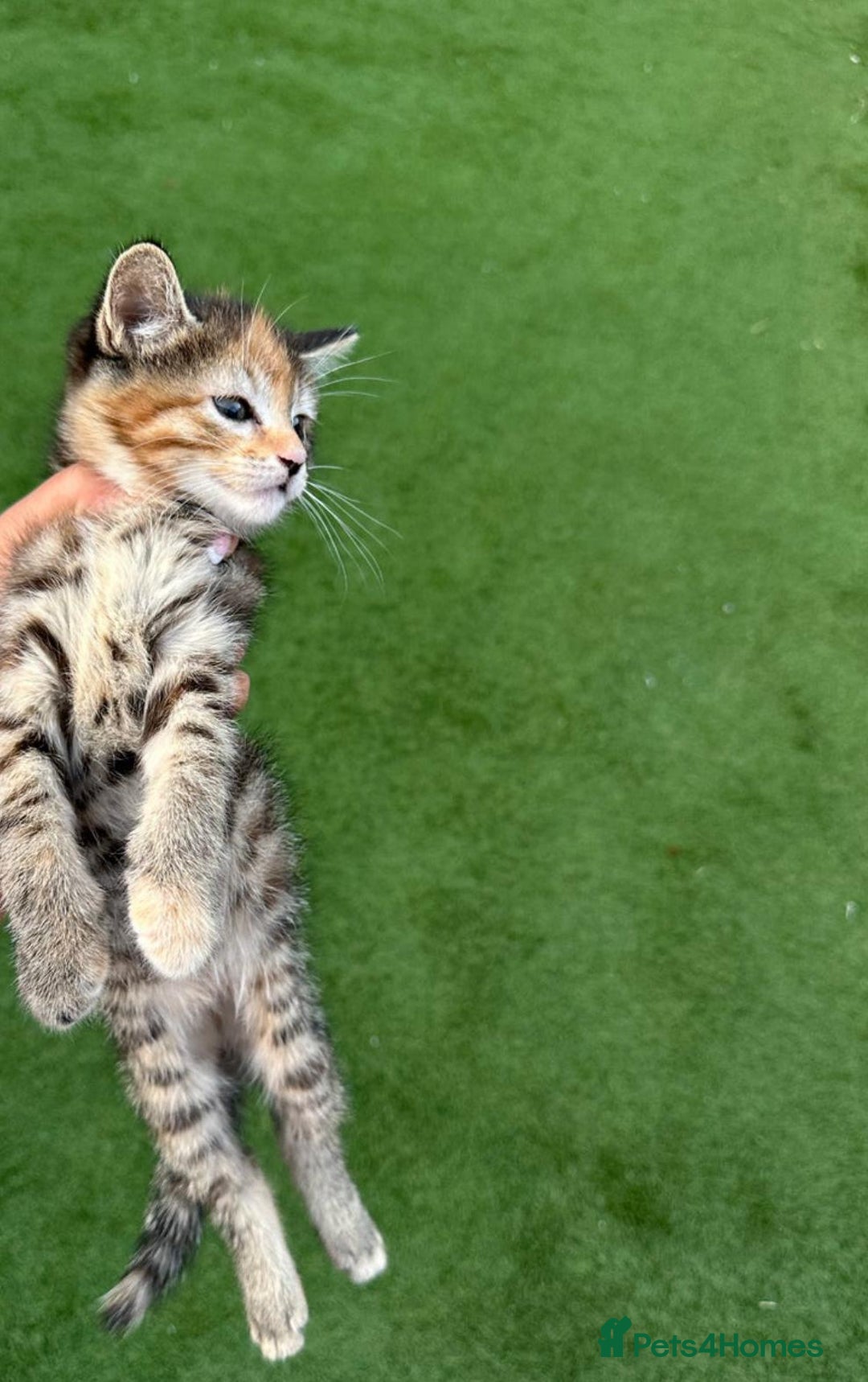 American Curl cats for sale: Kittens for sale  in Newport - Image 12