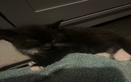 Mixed Breed cats for sale: 15 kittens for sale (4 LEFT REDUCED)  in Hassocks - Image 13