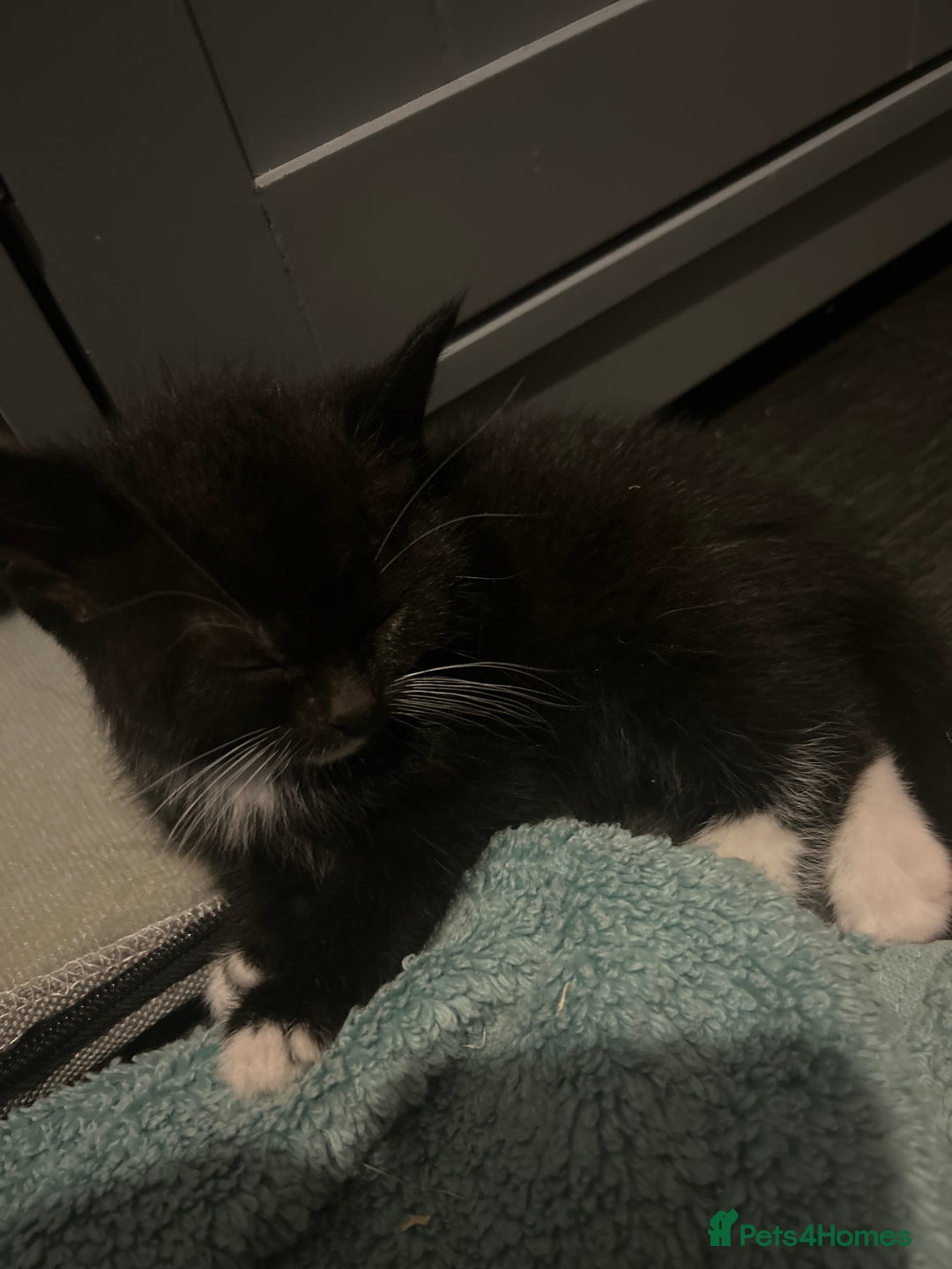 Mixed Breed cats for sale: 15 kittens for sale (4 LEFT REDUCED)  in Hassocks - Image 13