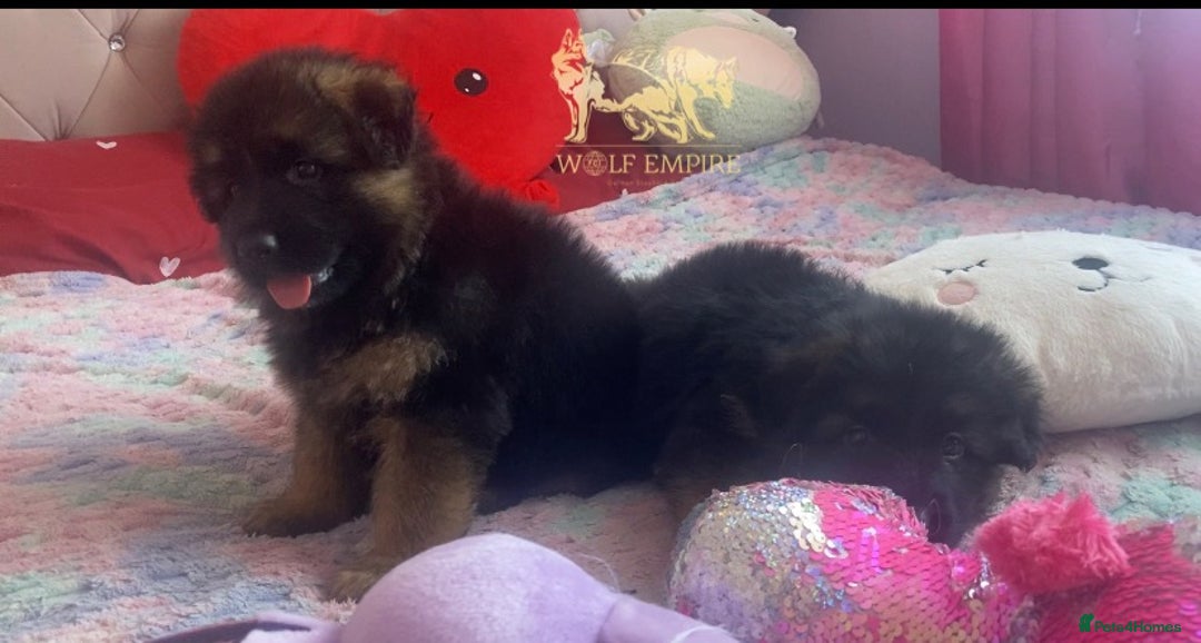 German Shepherd dogs for sale: ⭐️Beautiful German Shepherds puppies ⭐️ - Image 6