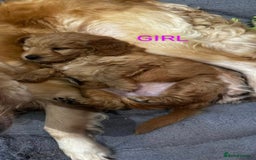Goldendoodle dogs for sale: Goldendoodle Puppy 1 - F1 Minature Goldendoodle puppies  - Image 12