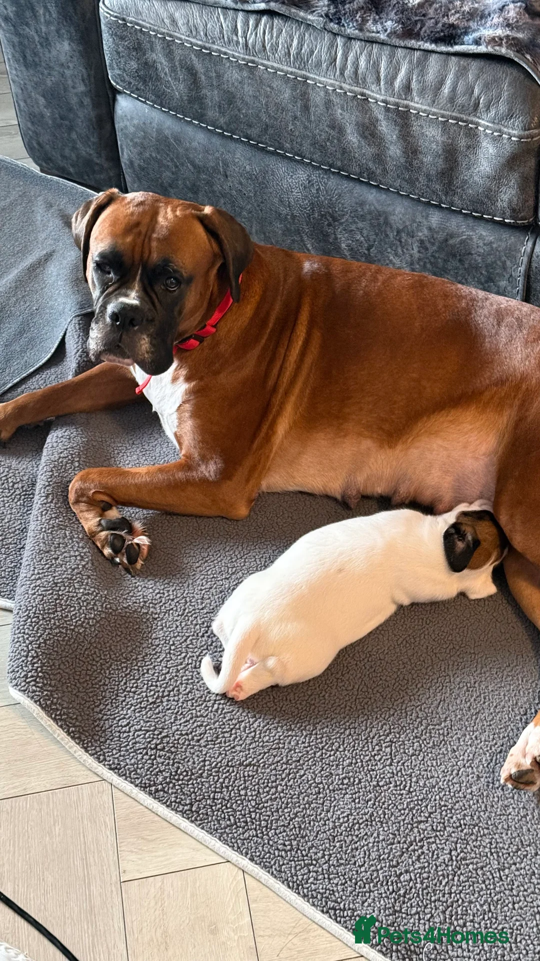 Boxer dogs for sale: Stunning White boy. - Advert 12