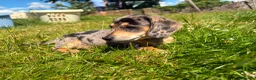 Miniature Dachshund dogs for sale: Miniature Dachshund Puppies  in Carlisle - Advert 15