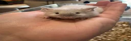 Mouse rodents for sale: Cute male mice for sale - Advert 1
