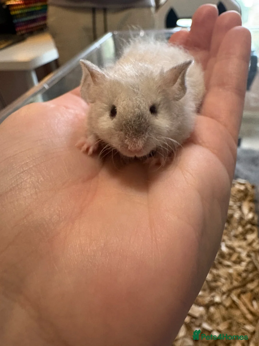 Mouse rodents for sale: Cute male mice for sale - Advert 1