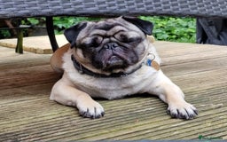 Pug dogs for sale: Pug and frug  - Image 2