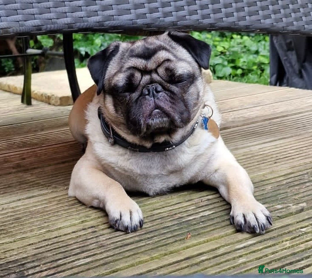 Pug dogs for sale: Pug and frug  - Image 2