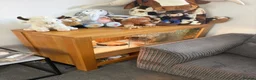 Bearded Dragon reptiles for sale: Bearded Dragon in Markfield - Advert 3