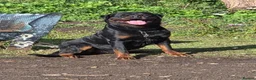 Rottweiler dogs for stud: Rottweiler for stud only  - Advert 3