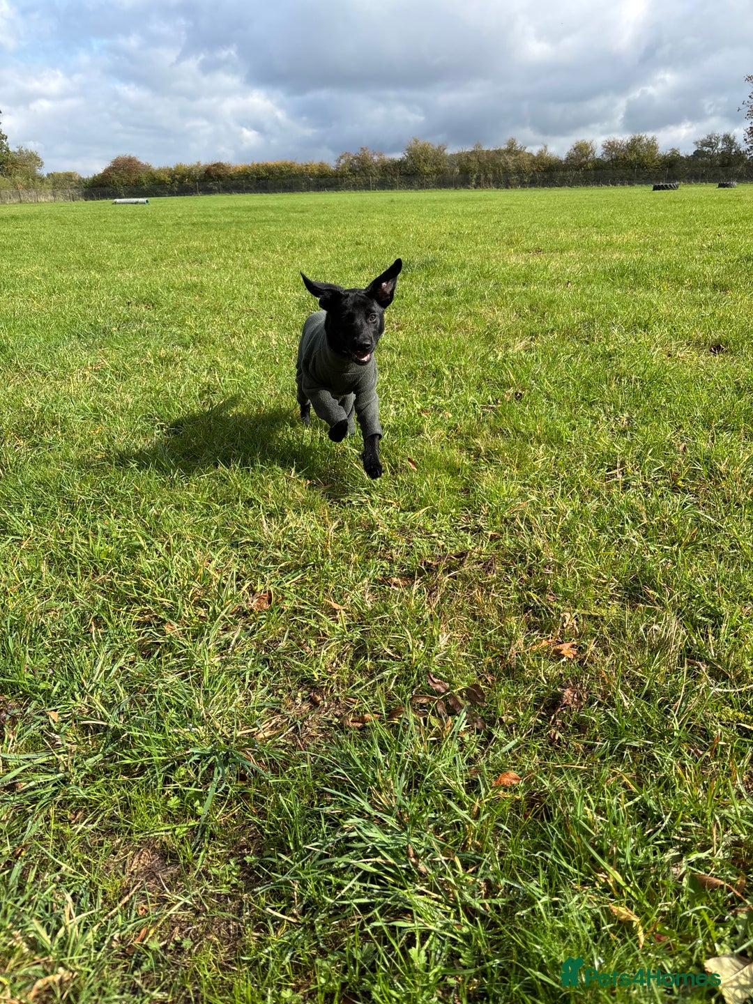 Mixed Breed dogs for sale: 6 month lab x - Advert 6