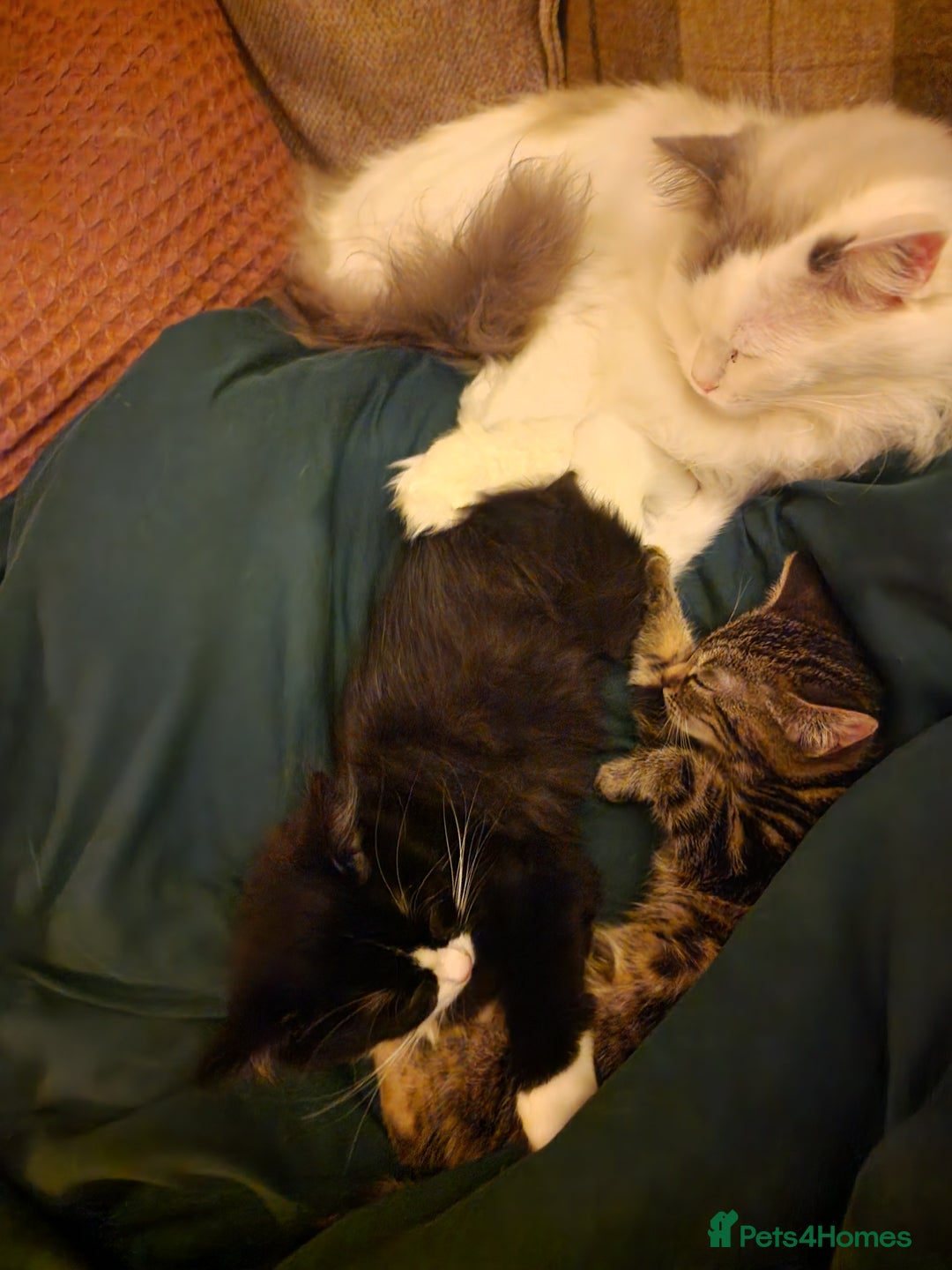 Ragdoll cats for sale: Tabby Ragdoll cross kitten - Advert 5