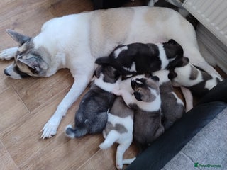 Akita dogs American Akita for sale - Advert 2