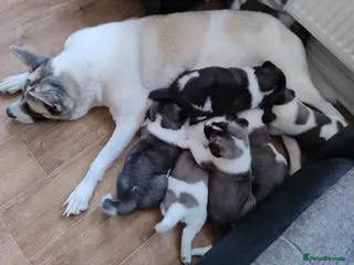 Akita dogs American Akita for sale - Advert 11