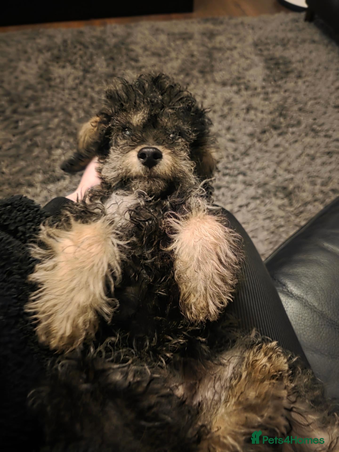 Jackapoo dogs Toy poodle 3/4 puppies  - Advert 15