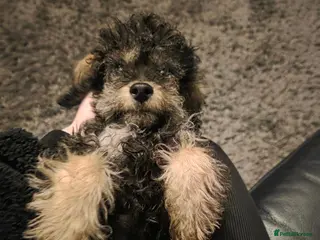 Jackapoo dogs Toy poodle 3/4 puppies - Advert 15