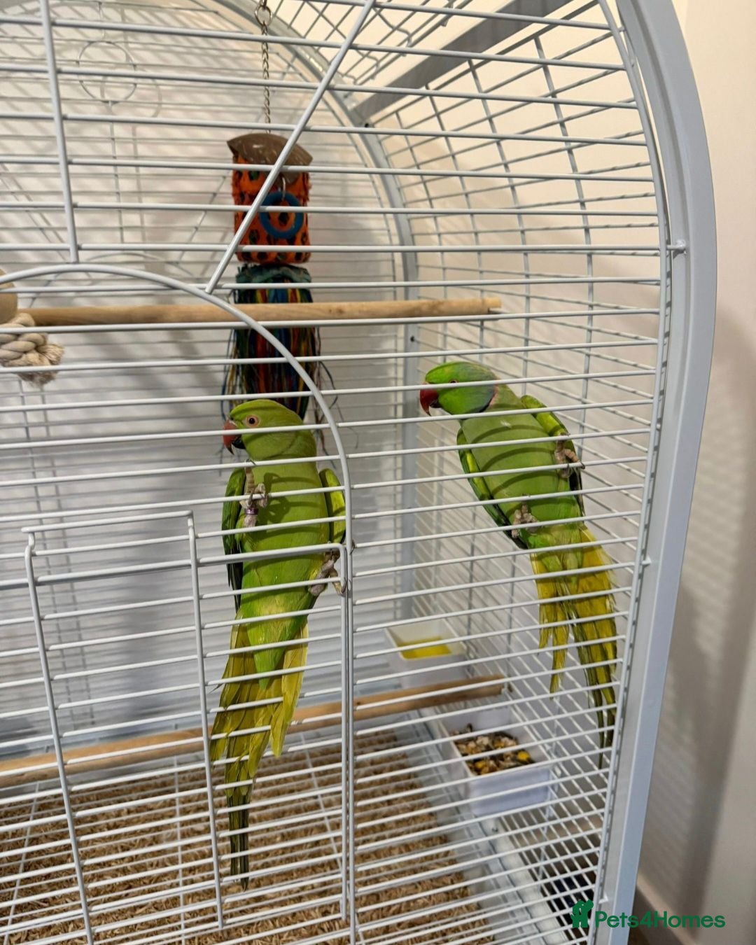 Ringnecks birds Pair of ringneck parrots - Advert 5