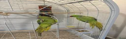 Ringnecks birds for sale: Pair of ringneck parrots in Wolverhampton - Advert 1