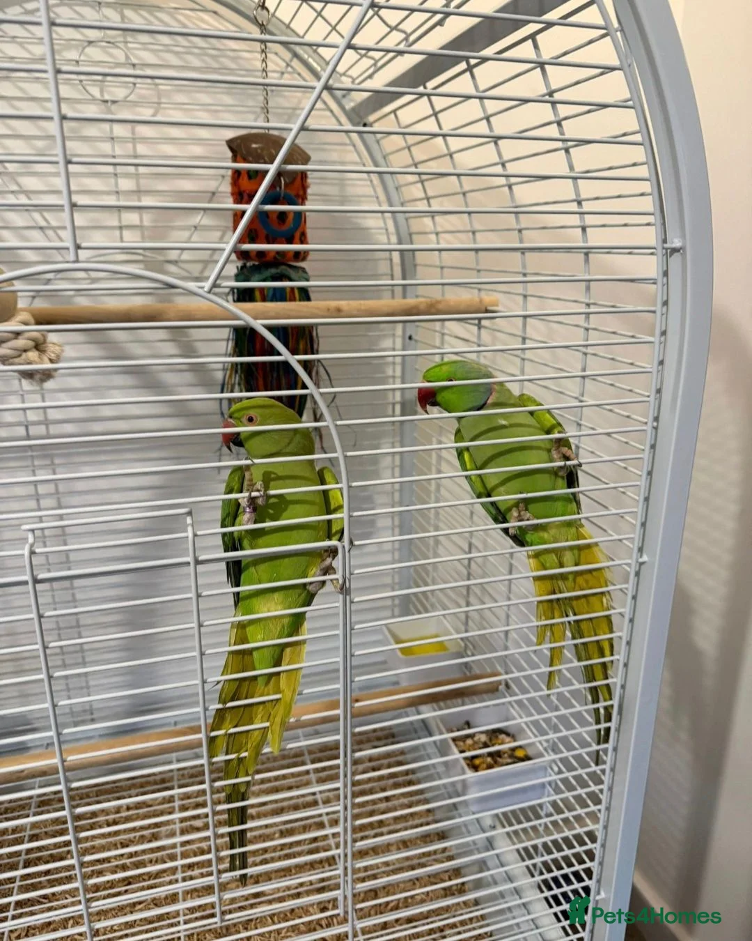 Ringnecks birds for sale: Pair of ringneck parrots in Wolverhampton - Advert 1