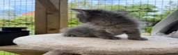 Maine Coon cats for sale:     Stunning Maine Coon x Ragdoll Kittens  - Advert 3
