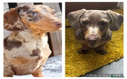 Miniature Dachshund dogs for sale: Miniature dachshund  - Image 14