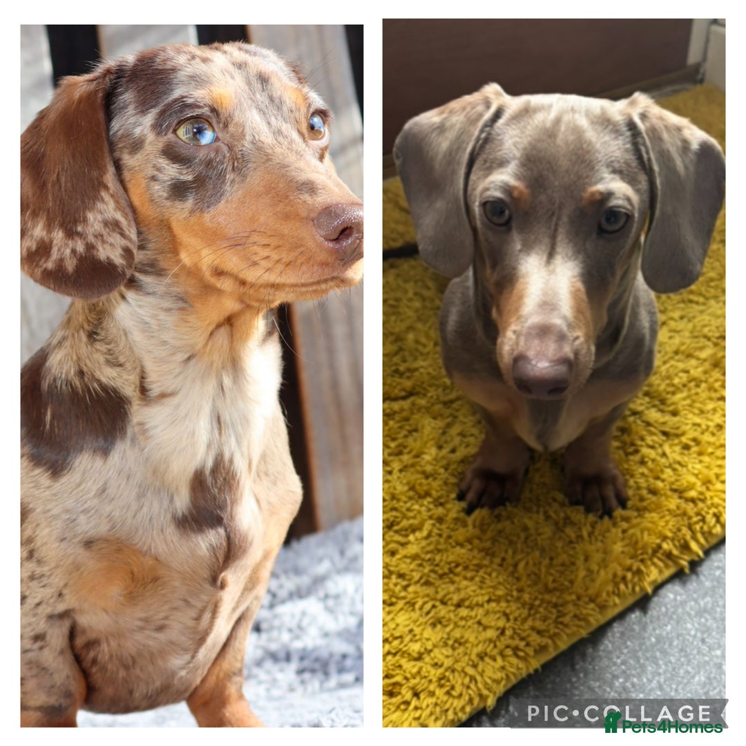 Miniature Dachshund dogs for sale: Miniature dachshund  - Image 14