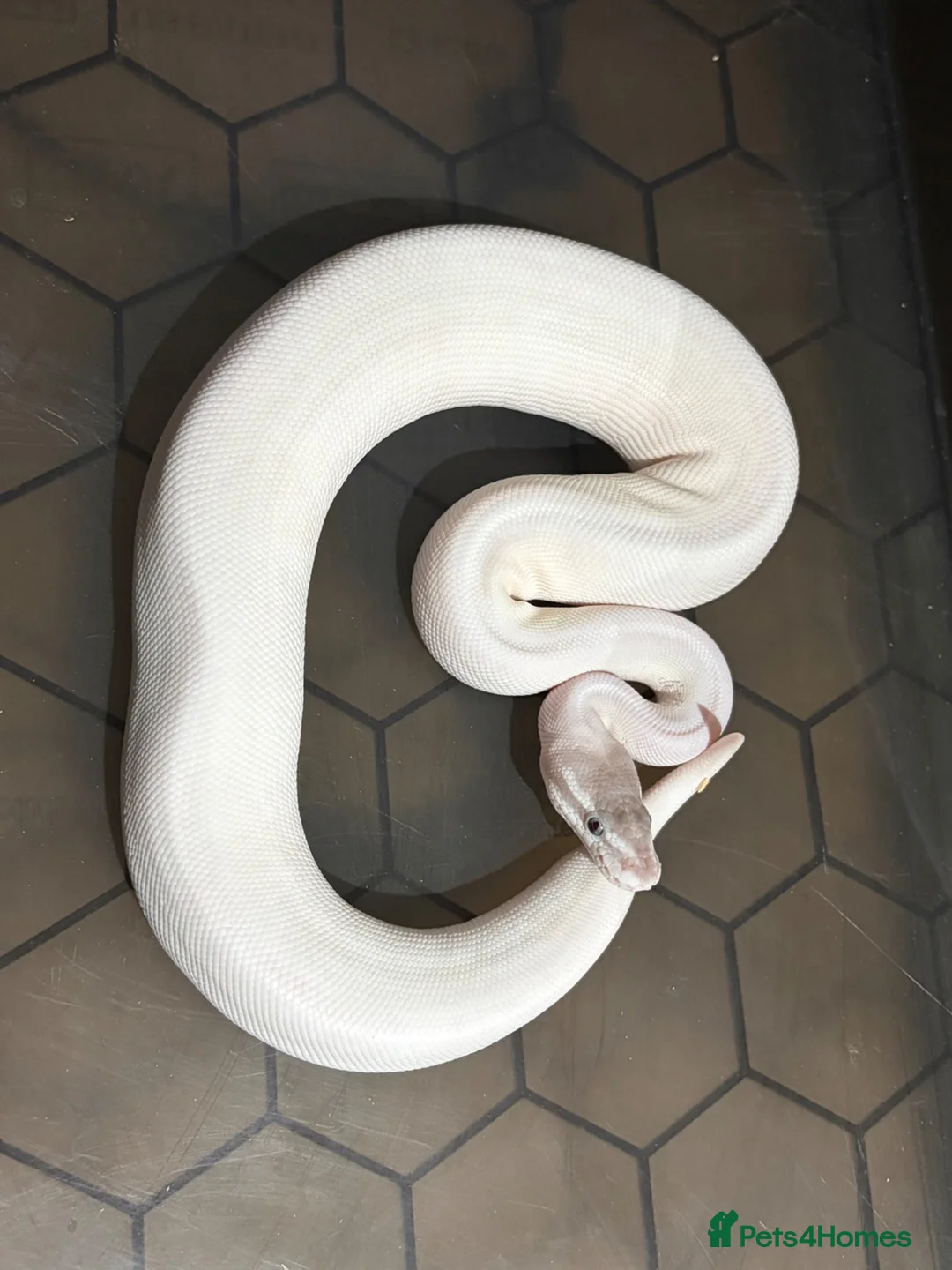 Python Snake reptiles for sale: Royal pythons/children’s pythons  - Advert 1