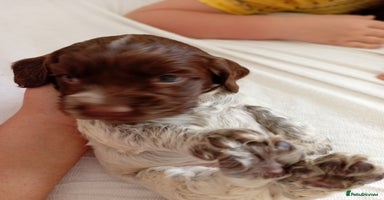 Cocker Spaniel dogs - Advert 14
