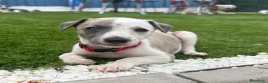 Puppy 6
