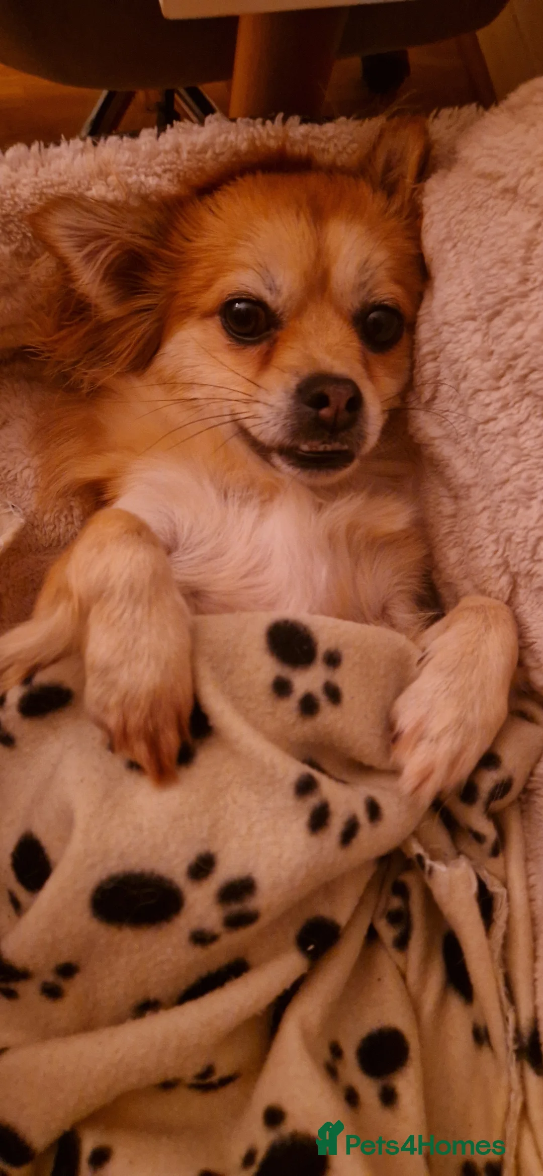 Mixed Breed dogs for sale: Tandy - 4yr old Jackaranian looking for new home - Advert 13