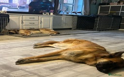 German Shepherd dogs for sale: Beautiful brothers  - Image 10