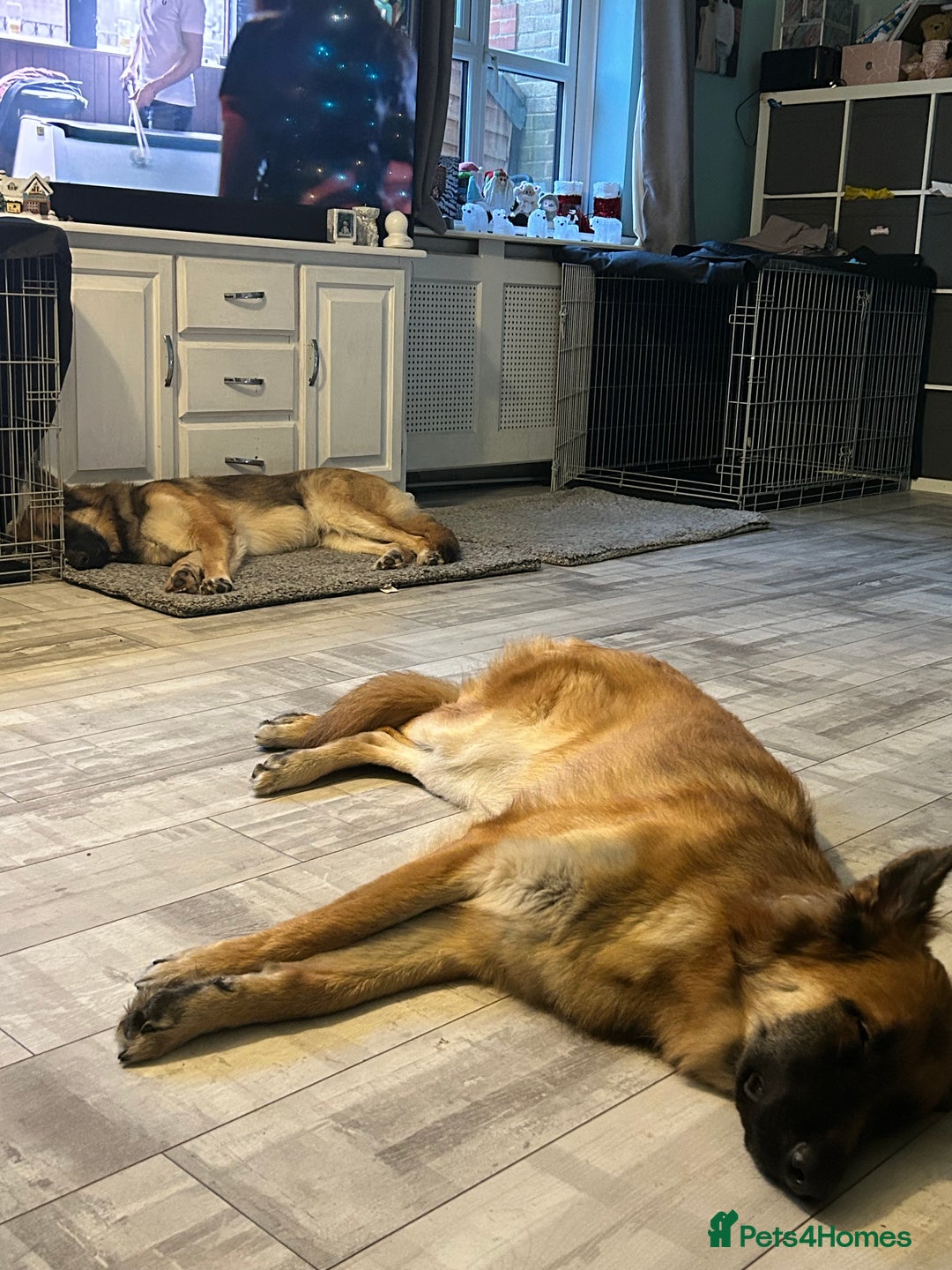 German Shepherd dogs for sale: Beautiful brothers  - Image 10