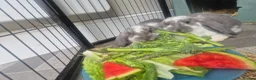 French Lop rabbits for sale: 2 female french lops - Advert 1