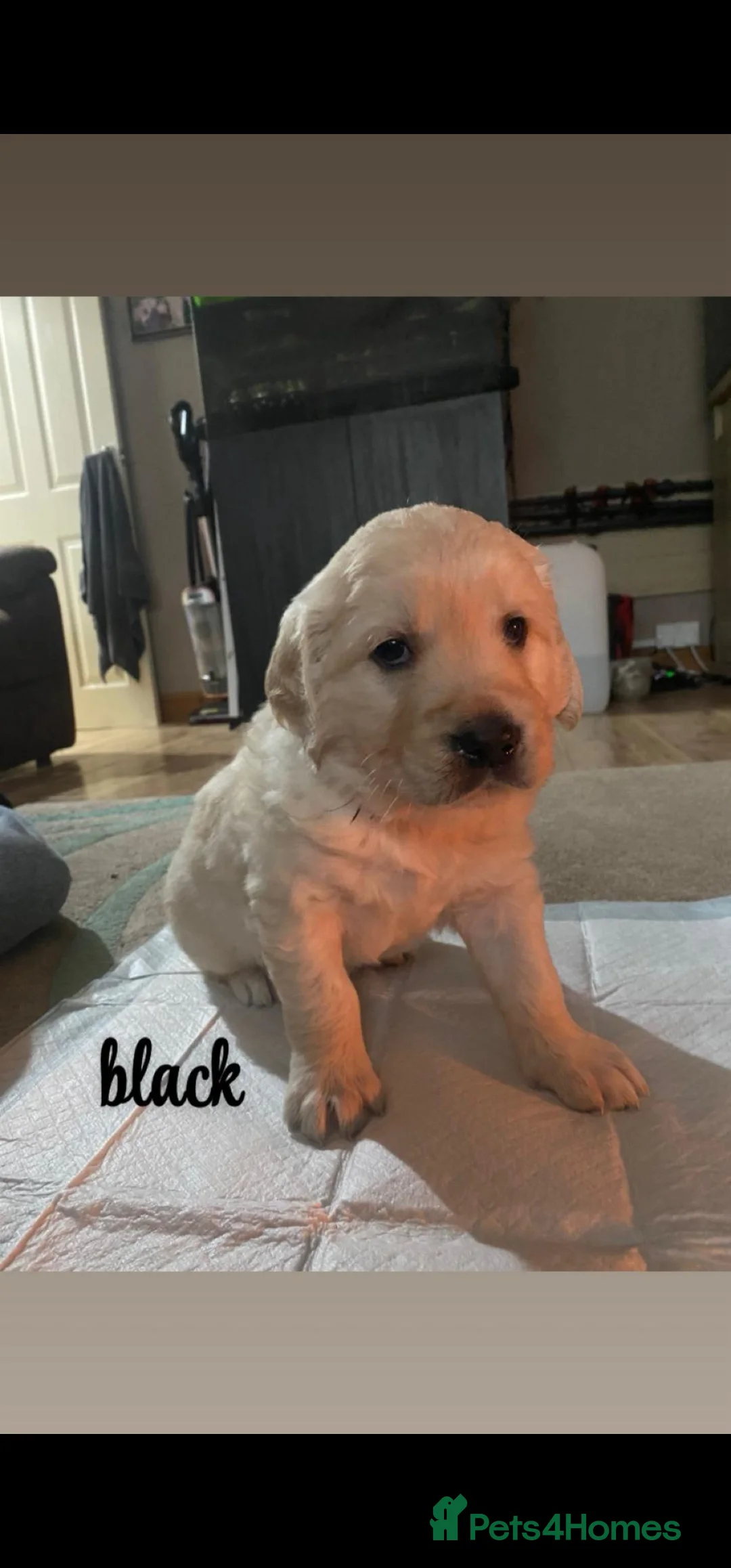 Golden Retriever dogs for sale: Gorgeous KC full pedigree golden retrievers  - Advert 2