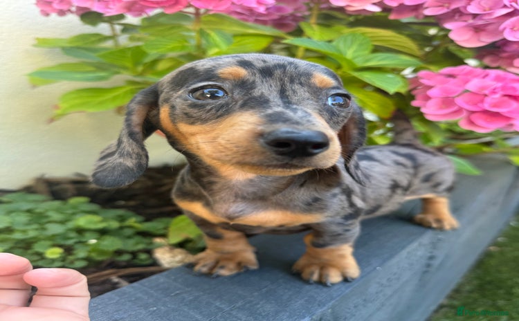 Miniature Dachshund dogs - Advert 1