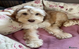 Cockapoo dogs for sale: F1 cockapoo puppies  - Image 4