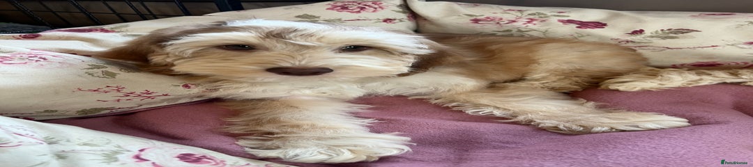 Cockapoo Puppy 2