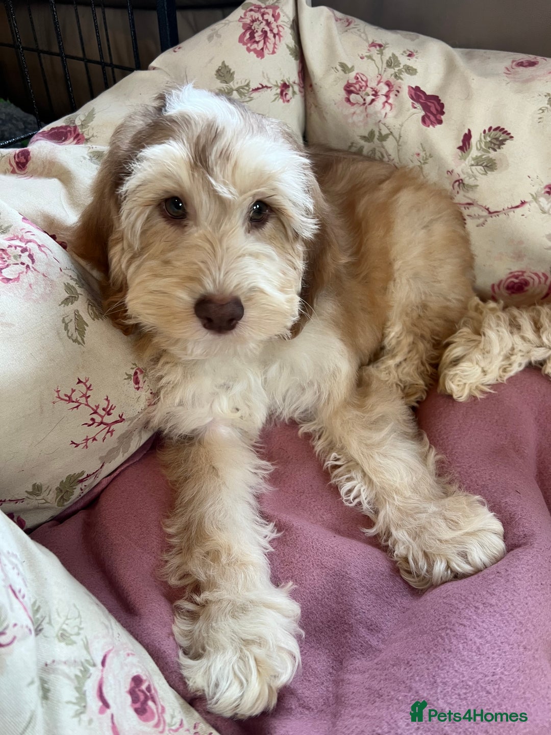 Cockapoo dogs for sale: F1 cockapoo puppies  - Image 4