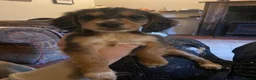Cocker Spaniel dogs for sale: Cocker spaniel puppies - Advert 11