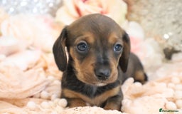 Miniature Dachshund dogs for sale: KC Registered Miniature Dachshund Puppies - Image 17