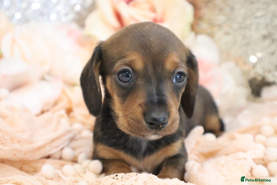 Miniature Dachshund dogs for sale: KC Registered Miniature Dachshund Puppies - Image 17