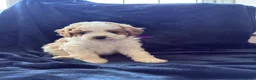 Cavapoo dogs for sale: Available TODAY ❤️ F1b Cavapoo Puppies  - Advert 9
