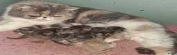Exotic cats for sale: Stunning exotic/persian kittens - Advert 2